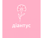 Діантус